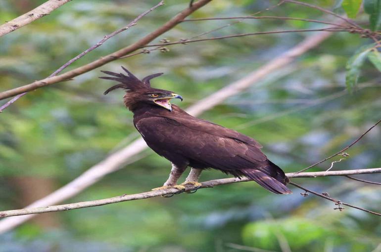 LIST OF BIRDS